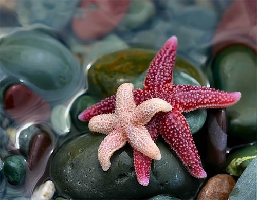 макро фотография морских звезд