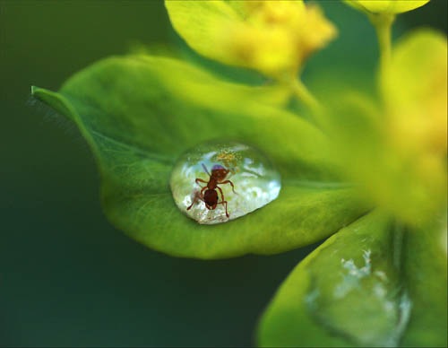 муравей в капле воды